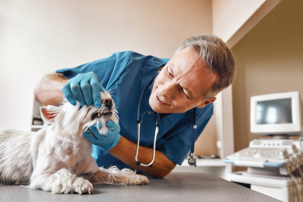 Best Weekend Emergency Dentist in Bowmansville, PA